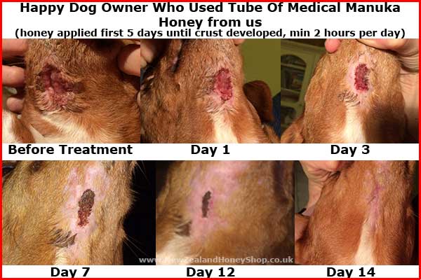 Manuka honey used on dog wound