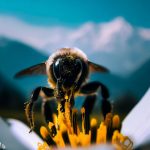 Bee Pollen: Benefits, Uses, Side Effects 3602dfec-8612-47d7-9bf3-29b0b0abf808