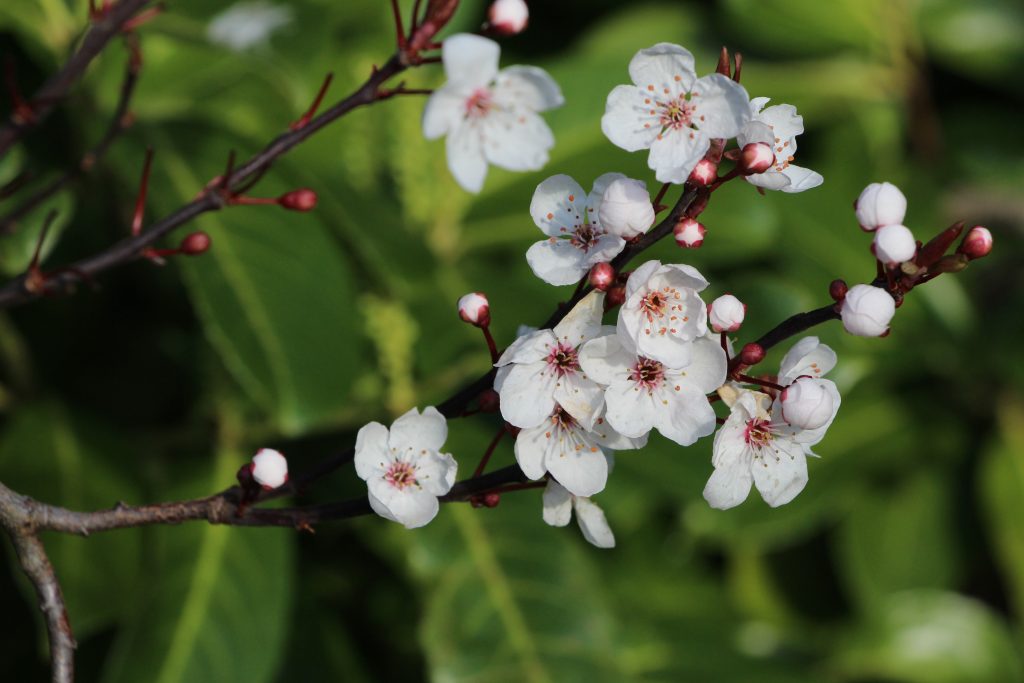 Why is Manuka Honey so Expensive?
