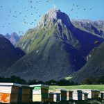 10 Benefits of Manuka Honey manuka-benefits